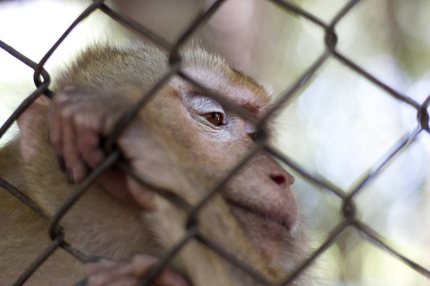 der Affe, der im Käfig eingesperrt ist. - Foto, Bild