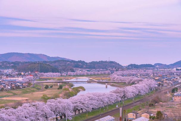 Lenka Hitome Shiroishigawa-tsutsumi za slunečného počasí, Třešňové květy podél břehu řeky Shiroishi v Funaoka hradu trosky Park, Sendai, Miyagi prefektura, Japonsko - Fotografie, Obrázek