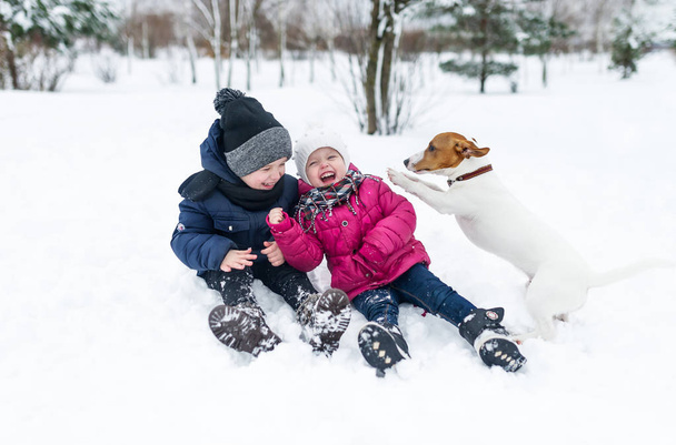 Enfants jouant avec Jack Russell chiot terrier dans le parc en hiver dans la neige
. - Photo, image