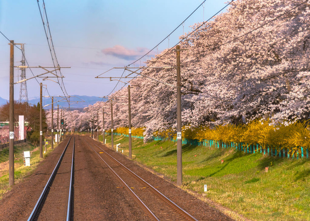 白石川 (白石堤一目千本) 船岡城公園、宮城県の山を背景に満開の桜の木の行と Jr 東北鉄道線路 - 写真・画像