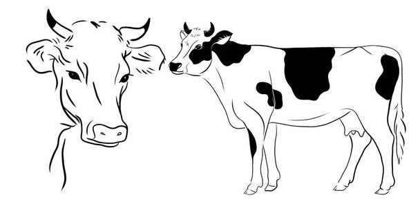 línea vaca ilustración
 - Foto, Imagen