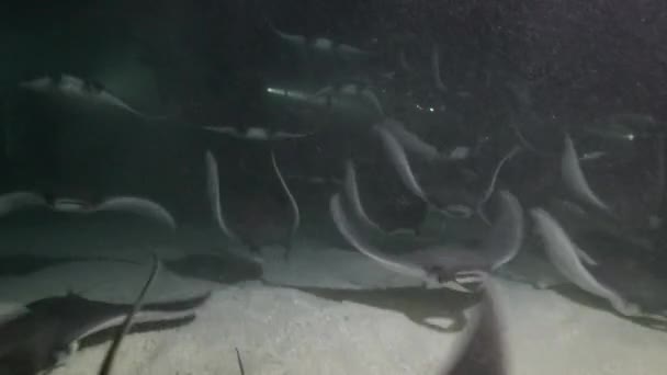  Mexico. Sea of Cortez.Exciting night diving with flocks of sea rays mobula.  - Felvétel, videó