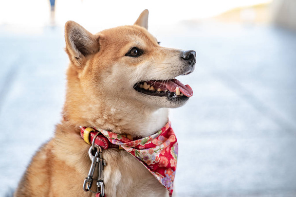 Shiba Inu; Japanese dog, portraiture. - Photo, Image