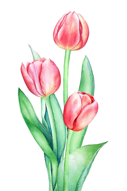 Floristic composition with watercolor hand drawn red pink tulip flowers isolated on white background. Botanical artistic illustration for spring design. - Photo, image