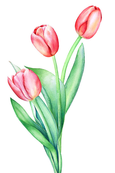 Floristic composition with watercolor hand drawn red pink tulip flowers isolated on white background. Botanical artistic illustration for spring design. - Valokuva, kuva