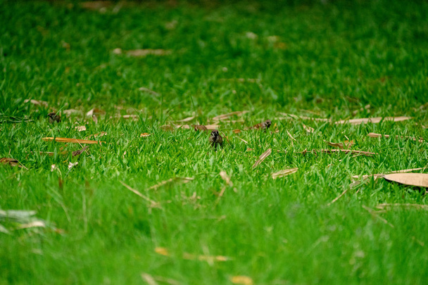 Маленькая коричневая воробьиная птичка в парке и градене
. - Фото, изображение