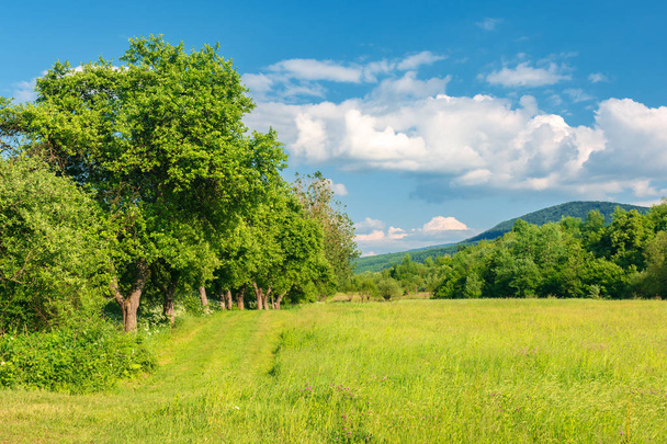 beautiful countryside in springtime. grassy field among wild apple trees. mountain in the distance. fluffy clouds on a blue sky. warm afternoon. - Photo, image