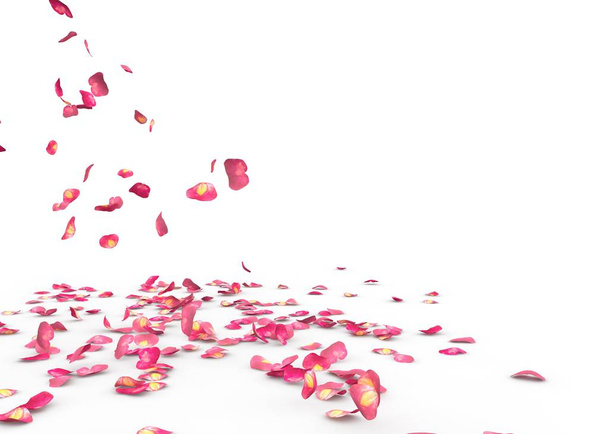 Many rose petals fall on the floor. Isolated on white background - Photo, Image