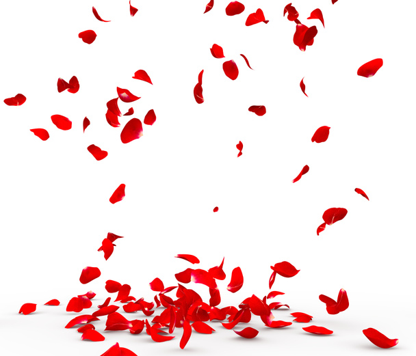 Many rose petals fall on the floor. Isolated on white background - Photo, Image