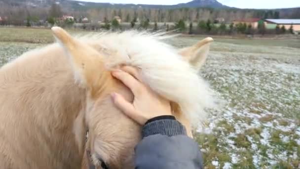 Frauenhand streicht über die graue Pferdemähne. Schöne Berührung zwischen Mensch und Pferd. - Filmmaterial, Video