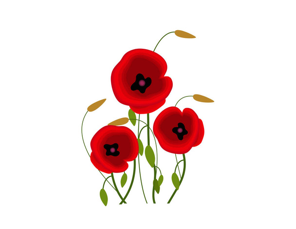 Poppies flowers on white background - Vector, afbeelding