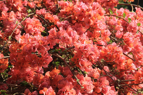Molti grandi fiori rossi su un ramo di albero si chiudono. Sfondo fiore
 - Foto, immagini