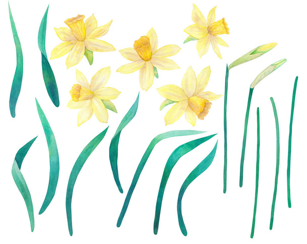 Το Daffodils ή νάρκισσος. Κίτρινα λουλούδια και τα φύλλα. Μεγάλη συλλογή. Ακουαρέλα χέρι εικονογράφηση. Απομονωμένα σε λευκό φόντο. - Φωτογραφία, εικόνα