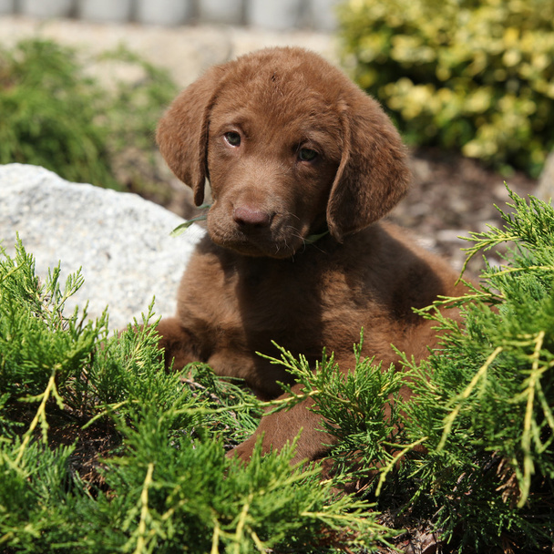 Chesapeake Bay Retriever puppy in beautiful garden - Foto, afbeelding