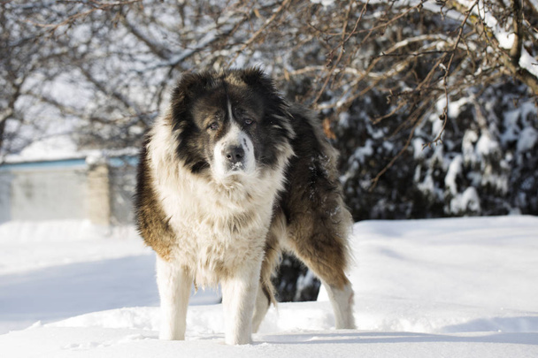 Adult Caucasian Shepherd dog is outside on a cold winter day with snow.Caucasian sheepdog in winter time. - Photo, Image