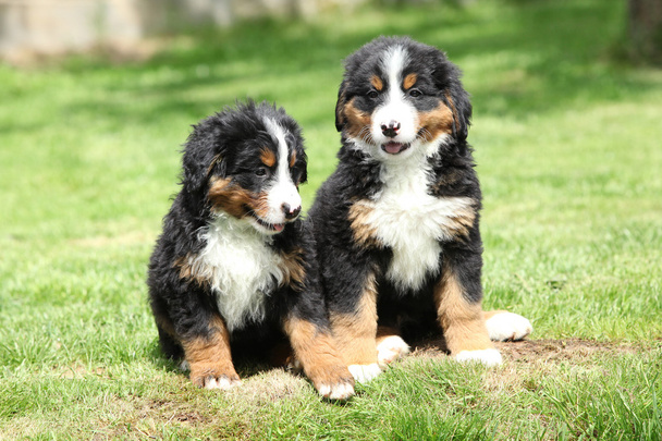 Two Bernese Mountain Dog puppies in the garden - Photo, Image