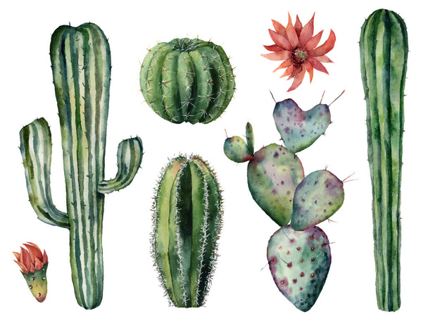 Akvarell kaktuszok sor. Kézzel festett desszert növények, virágok, elszigetelt fehér background. Botanikai illusztráció tervezése, nyomtatása vagy a kártya - Fotó, kép