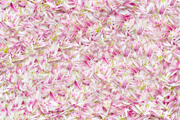 Achtergrond van een groot aantal bloemblaadjes madeliefjes - Foto, afbeelding