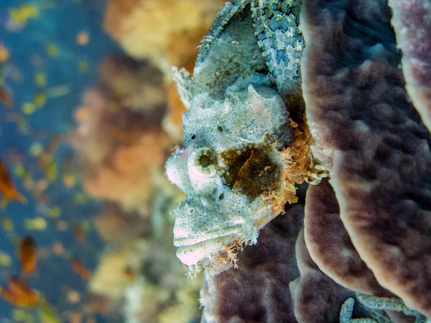 Camouflaged Scorpionfish on Reef - Moalboal, Philippines - Photo, Image