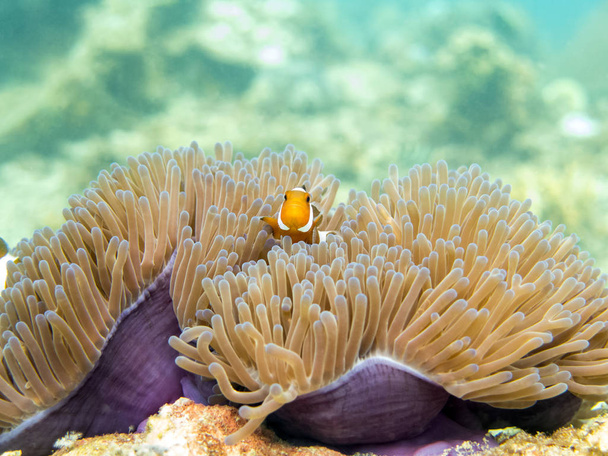 Clownfish (anemonefish) In Reef - Perhentian Islands, Malaysia - Photo, Image