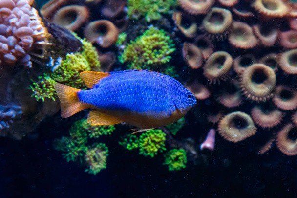 Fish Antias lyretail Pseudanthias squamipinni - Photo, Image