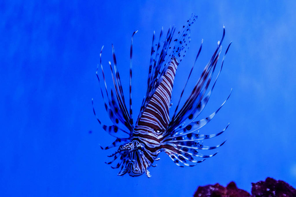 Fish Lionfish - Zebra, Pterois volitan - Photo, image