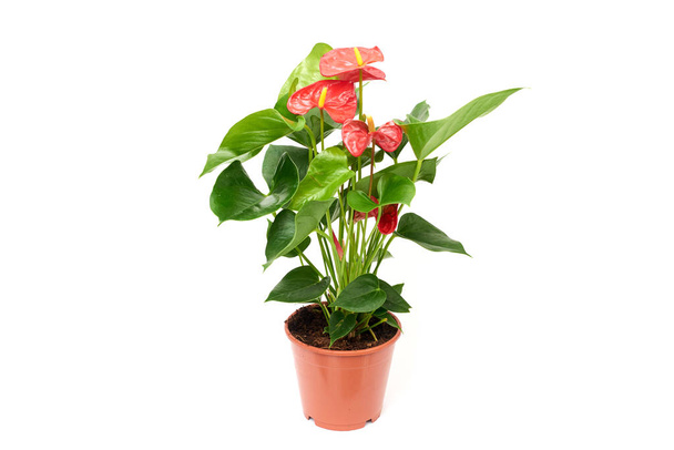 Red anthurium in brown plastic pot isolated on white background - Photo, Image