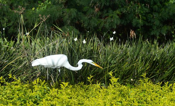 La grande aigrette blanche (Ardea alba latine) est un grand oiseau de la famille des hérons, commun en République dominicaine, avec un long bec jaune sur un fond de feuillage vert, de fleurs blanches et de palmiers.
. - Photo, image
