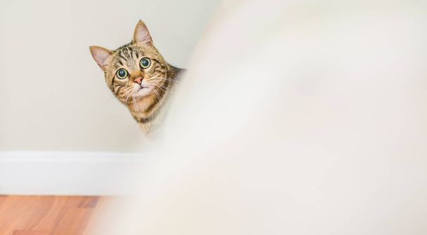 Bonito gato de cabelo curto olhando curioso e bisbilhotando em casa jogando esconder e procurar
 - Foto, Imagem