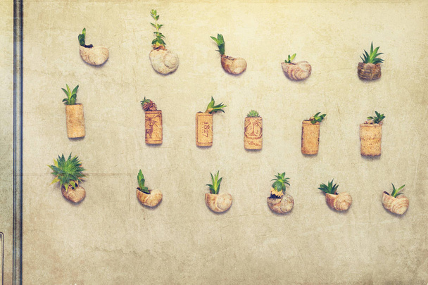 Mini jardin avec plantes succulentes poussant dans des coquilles d'escargot ou planteur de liège, comme aimants de réfrigérateur - filtre de style rétro
 - Photo, image