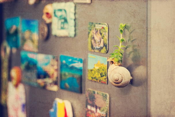 Succulent plant in a snail shell as a mangnet on the fridge - retro filter - Photo, Image