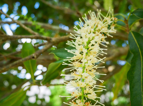 flor nuez de macadamia cuelga de la rama del árbol y la hoja verde macadamia en el fondo de la fruta del jardín
  - Foto, Imagen
