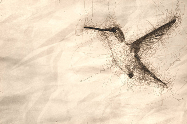 Sketch of an Adorable Little Rufous Hummingbird Hovering in Flight Deep in the Forest - Photo, Image