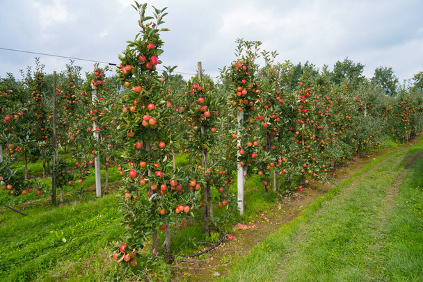 Деревья с спелыми красными яблоками в голландском саду
 - Фото, изображение