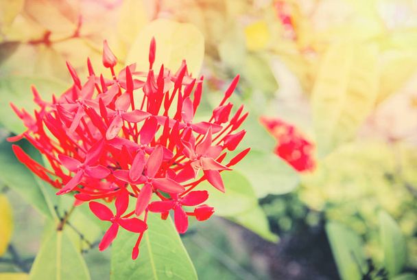 Ixora λουλούδι κόκκινο στιλέτο / βασιλιάς Ixora λουλούδι ανθοφορία στο κήπο με φυσικό υπόβαθρο ή Ixora coccinea rubiaceae λουλούδι ύφος vintage - Φωτογραφία, εικόνα