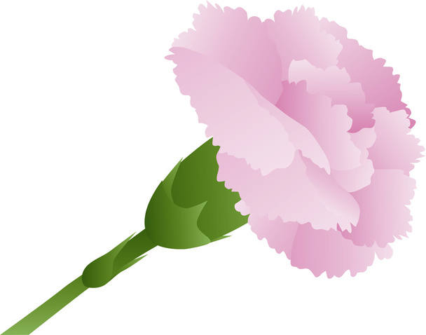 Vaaleanpunainen neilikka kukka kuvitus
 - Vektori, kuva
