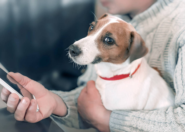 Portret pewien mały pies, Jack Russell Terrier, siedząc na kolanach dorosły mężczyzna właściciela, podczas gdy on jest przy użyciu smartfonu. Zwierzętom, patrząc na kamery - Zdjęcie, obraz