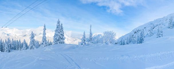 Wide panoramic view of winter landscape with snow covered trees and Alps in Seefeld in the Austrian state of Tyrol. Winter in Austria - Fotoğraf, Görsel