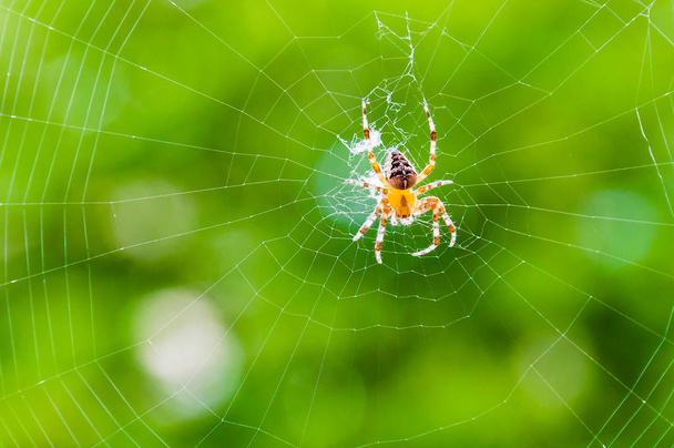 Amarillo negro Orbe-tejedor araña Araneid insecto sentado en su telaraña sobre fondo borroso verde natural
 - Foto, Imagen