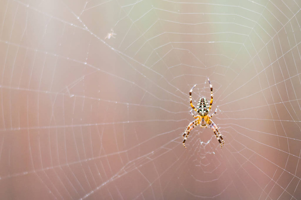 Yellow black Orb-weaver spider Araneid insect sitting on his spiderweb on blurred background - Photo, Image