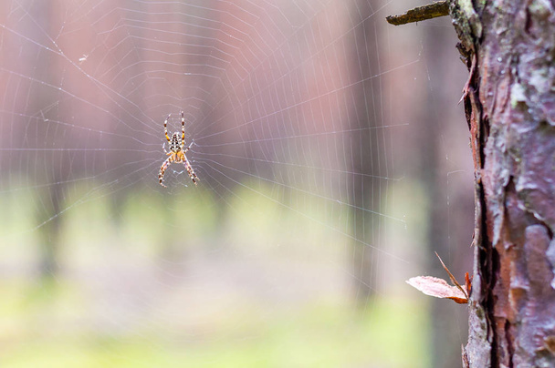 Yellow black Orb-weaver spider Araneid insect sitting on his spiderweb on blurred background - Photo, Image