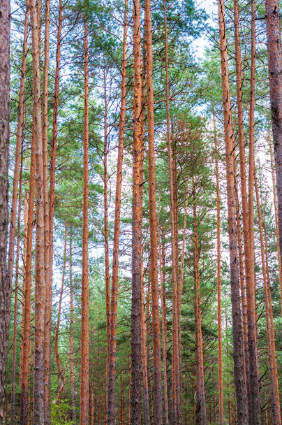 Вертикальні високі прямі стовбури вічнозелених сосен у лісі
 - Фото, зображення