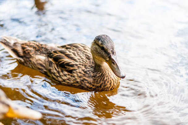 Close-up of a young brown duck, duckling swimming in lake near the coast, feeding time. Water birds species in the waterfowl family Anatidae. - Zdjęcie, obraz