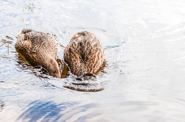 Due anatre brune, anatre che si tuffano per catturare il cibo nel lago vicino alla costa, tempo di alimentazione. Specie di uccelli acquatici della famiglia Anatidae
. - Foto, immagini