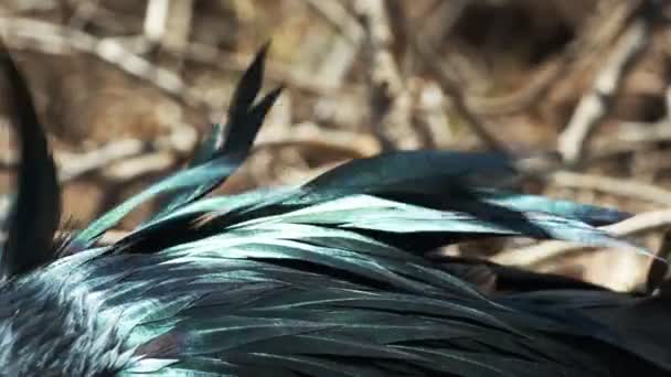 extreme close up of the iridescent feathers of a frigatebird in the galalagos islands, ecuador - Imágenes, Vídeo