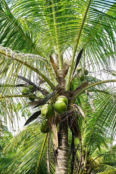 Young coconut on palm tree.  - Foto, afbeelding