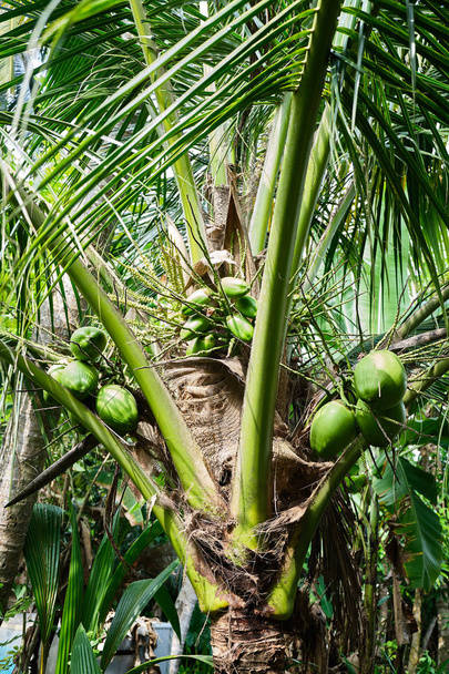Young coconuts on palm tree.  - Foto, Imagen