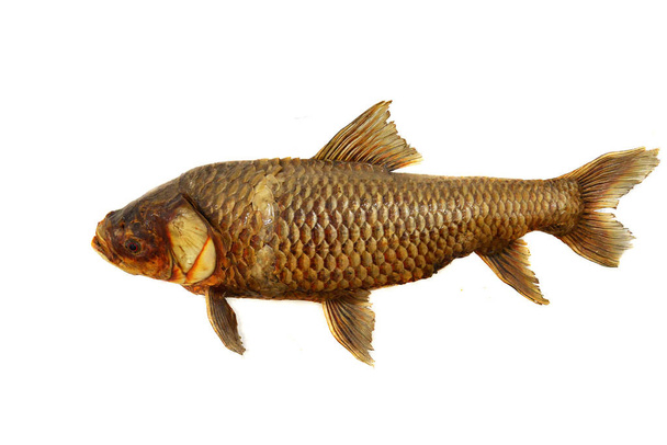 Taxidermia dos peixes / taxidermia comum dos peixes de carpa isolada no fundo branco - peixes de água doce
 - Foto, Imagem