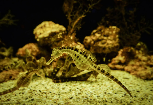big-belly Seahorse / Yellow belly sea horse swimming underwater ocean - beautiful cute seahorse sea animal  - Photo, Image