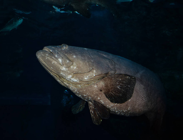 Sügér hal / sárkány óriás sügér, tengeri élet víz alatti óceán - Queensland, fekete sügér úszás - Fotó, kép